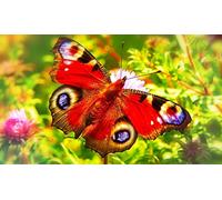 OZLHSP jigsaw puzzle holder 1000 pieces Peacock Butterfly Animal 75x50cm
