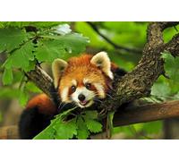 OZLHSP jigsaw puzzle holder 1000 pieces Red Panda Bear Animals 75x50cm