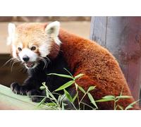OZLHSP jigsaw puzzle holder 1500 pieces Red Panda Bear Firefox Bamboo 87x57cm