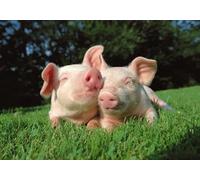 OZLHSP jigsaw puzzle holder 500 pieces Domestic Pig Piglets Animals 52x38cm