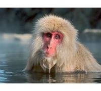 OZLHSP jigsaw puzzle holder 500 pieces Monkey Animal 52x38cm