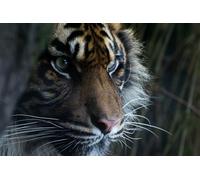 OZLHSP jigsaw puzzle holder 500 pieces Tiger Animal 52x38cm