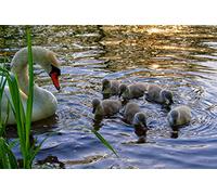 OZLHSP jigsaw puzzle roll 1000 piece Swans Animals 75x50cm