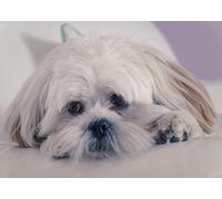 OZLHSP jigsaw puzzle roll 1500 piece Havanese Bichon Lhasa Apso Animals 87x57cm