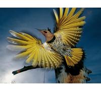 OZLHSP jigsaw puzzle roll 500 piece Animals Exotic 52x38cm