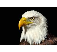 OZLHSP jigsaw puzzle roll 500 piece Bald Eagle Hawk 52x38cm