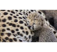 OZLHSP jigsaw puzzle roll 500 piece Big Cats 52x38cm