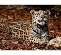 OZLHSP jigsaw puzzle roll 500 piece Jaguar Big Cats Animal 52x38cm