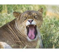 OZLHSP jigsaw puzzle roll 500 piece Lion Animals 52x38cm