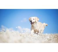 OZLHSP jigsaw puzzle roll 500 piece Retriever Animals 52x38cm