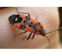 OZLHSP jigsaw puzzle sets for adults 1000 pieces Beetles Insects Animals 75x50cm