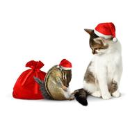 OZLHSP jigsaw puzzle sets for adults 1000 pieces Cats Chipmunks Animals 75x50cm