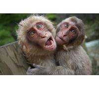 OZLHSP jigsaw puzzle sets for adults 1000 pieces Monkey Animals 75x50cm