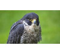 OZLHSP jigsaw puzzle sets for adults 1500 pieces Falcon Animals 87x57cm