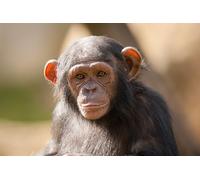 OZLHSP jigsaw puzzle sets for adults 500 pieces Monkey Animals 52x38cm