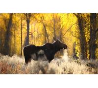 OZLHSP jigsaw puzzle sets for adults 500 pieces Moose Animals 52x38cm