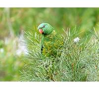 OZLHSP jigsaw puzzle sets for adults 500 pieces Parrots Animals 52x38cm