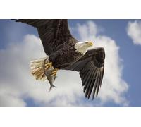 OZLHSP jigsaw puzzles 1000 Fish Bald Eagle Flying Animals 75x50cm