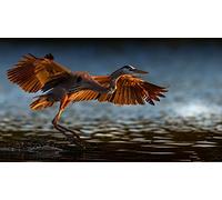 OZLHSP jigsaw puzzles 1000 pieces Herons Heron Takes Flight 75x50cm