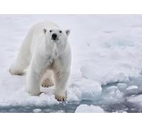 OZLHSP jigsaw-puzzles 1000 pieces Ice Bears Animals 75x50cm