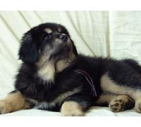 OZLHSP jigsaw puzzles 1000 Tibetan Mastiff Puppy Animals 75x50cm