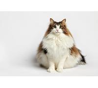 OZLHSP jigsaw puzzles 1500 pieces Cats Norwegian Forest Cat Fat Animals 87x57cm