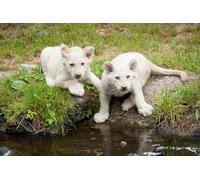 OZLHSP jigsaw puzzles 1500 Tiger Big Cats 87x57cm