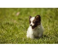 OZLHSP jigsaw puzzles 500 Papillon Puppies Animal 52x38cm