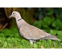 OZLHSP jigsaw puzzles 500 pieces Dove Animals 52x38cm