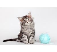 OZLHSP jigsaw puzzles 500 pieces Maine Coon Kittens Cats Animal 52x38cm
