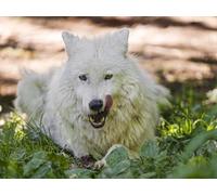 OZLHSP jigsaw-puzzles 500 pieces Wolf Animal 52x38cm