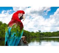 OZLHSP jigsaw puzzles for adults 1000 Macaw Parrots Animal 75x50cm