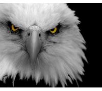 OZLHSP jigsaw puzzles for adults 1000 pieces Eagles Animals 75x50cm