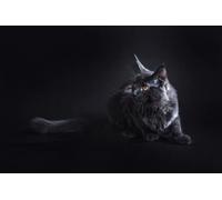 OZLHSP jigsaw puzzles for adults 1500 christmas Maine Coon Cats Animal 87x57cm