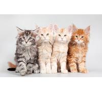 OZLHSP jigsaw puzzles for adults 1500 pieces Maine Coon Kittens Animals 87x57cm