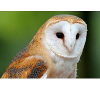 OZLHSP jigsaw puzzles for adults 500 Owls Barn Owl Animal 52x38cm