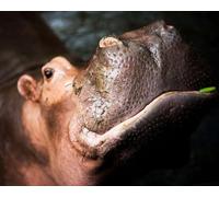 OZLHSP jigsaw puzzles for adults 500 piece Hippopotamus Animals 52x38cm