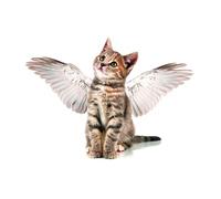 OZLHSP jigsaw puzzles for adults 500 piece Kittens Angels Animals 52x38cm