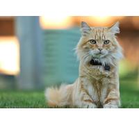 OZLHSP jigsaw puzzles for adults 500 pieces Cats Fluffy Animal 52x38cm