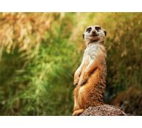 OZLHSP jigsaw puzzles for adults 500 pieces Meerkat Animals 52x38cm