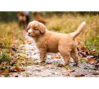 OZLHSP jigsaw puzzles for adults 500 pieces Nova Scotia Duck Tolling Retriever Puppy Animals 52x38cm