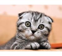 OZLHSP jigsaw puzzles for adults christmas 1000 pieces Kitten Scottish Fold Cat Animal 75x50cm