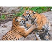 OZLHSP jigsaw puzzles for adults christmas 1000 pieces Tigers Big Cats Fight Animals 75x50cm