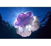 OZLHSP jigsaw puzzles for adults christmas 500 pieces Jellyfish Animal 52x38cm