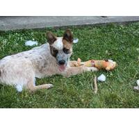 OZLHSP jigsaw puzzles for kids 500 piece Australian Cattle Puppies Animal 52x38cm