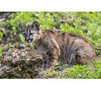 OZLHSP jigsaw puzzles for kids 500 piece Cougars Big Cats 52x38cm