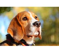 OZLHSP jigsaw puzzles for kids 500 pieces Beagle Animal 52x38cm