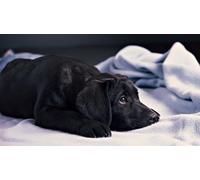 OZLHSP jigsaw puzzles for kids 500 pieces Cane Corso Puppy Animal 52x38cm