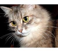 OZLHSP jigsaw roll mat 1500 pieces Cat Animals 87x57cm