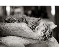 OZLHSP jigsaw roll mat 1500 pieces Cats Animals 87x57cm